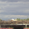14_15-mast.jpg