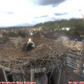 14_15-nest.jpg