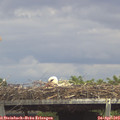14_20-mast.jpg