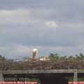 14_25-mast.jpg