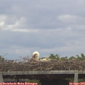 14_30-mast.jpg