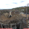 14_30-nest.jpg