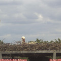 14_35-mast.jpg