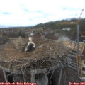14_35-nest.jpg