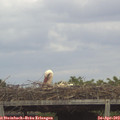 14_40-mast.jpg
