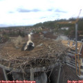 14_40-nest.jpg