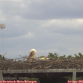 14_45-mast.jpg