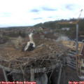 14_45-nest.jpg