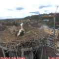 14_50-nest.jpg