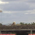 14_55-mast.jpg