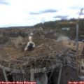 14_55-nest.jpg