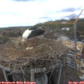 15_00-nest.jpg