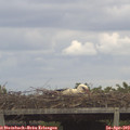 15_05-mast.jpg