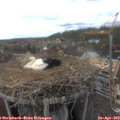 15_05-nest.jpg