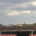 15_10-mast.jpg