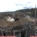 15_10-nest.jpg
