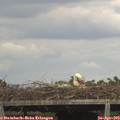 15_15-mast.jpg
