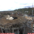 15_15-nest.jpg