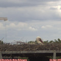 15_20-mast.jpg