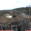15_20-nest.jpg