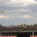 15_30-mast.jpg