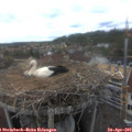 15_30-nest.jpg