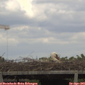 15_35-mast.jpg