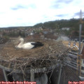 15_35-nest.jpg