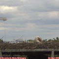 15_40-mast.jpg
