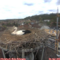 15_40-nest.jpg