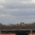 15_45-mast.jpg