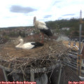 15_50-nest.jpg