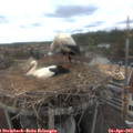 15_55-nest.jpg
