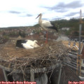 16_00-nest.jpg