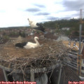 16_05-nest.jpg