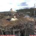16_10-nest.jpg