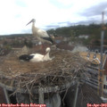 16_15-nest.jpg