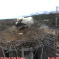 16_20-nest.jpg