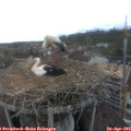 16_25-nest.jpg