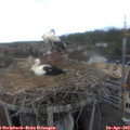 16_30-nest.jpg