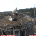 16_35-nest.jpg