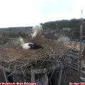 16_40-nest.jpg