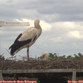 16_45-mast.jpg