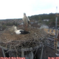 16_45-nest.jpg