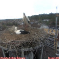 16_50-nest.jpg