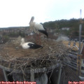 16_55-nest.jpg
