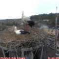 17_00-nest.jpg