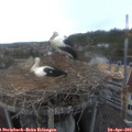 17_05-nest.jpg