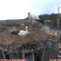 17_10-nest.jpg