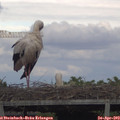 17_15-mast.jpg